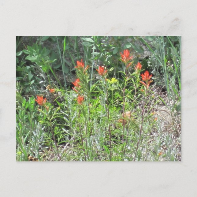Indian Paintbrush Colorado Wild Flowers Postcard (Front)