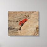 Indian Paintbrush in Rocks at Zion Canvas Print