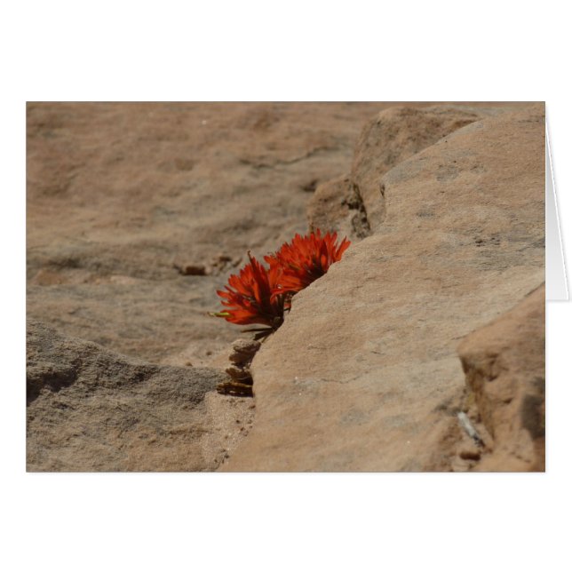 Indian Paintbrush in Rocks at Zion Cards (Front Horizontal)