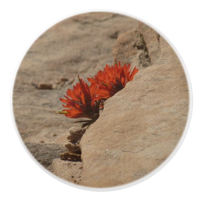 Indian Paintbrush in Rocks at Zion Ceramic Knob (Front)
