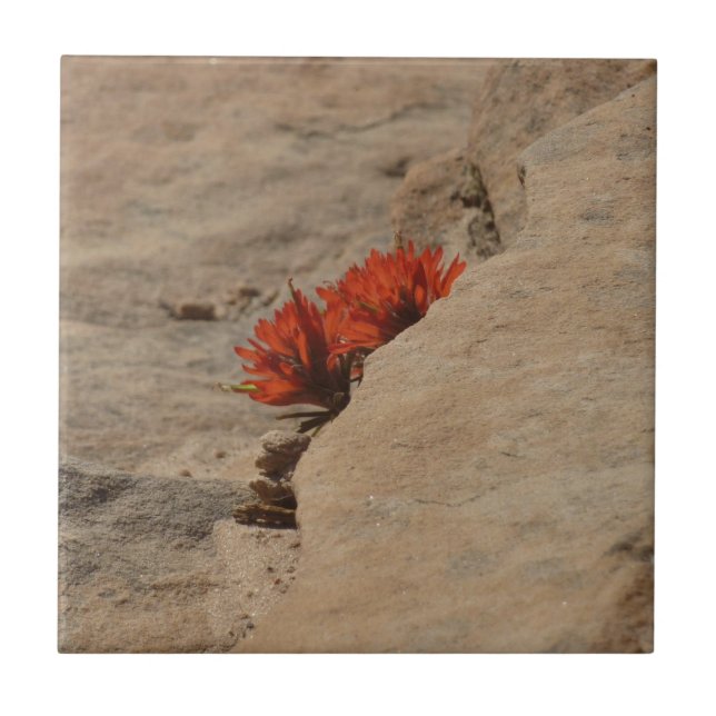 Indian Paintbrush in Rocks at Zion Ceramic Tile (Front)