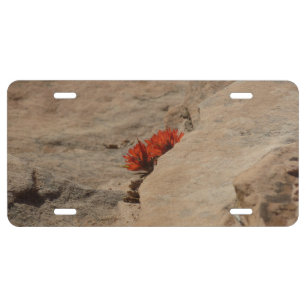 Indian Paintbrush in Rocks at Zion License Plate