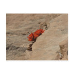 Indian Paintbrush in Rocks at Zion Postcard
