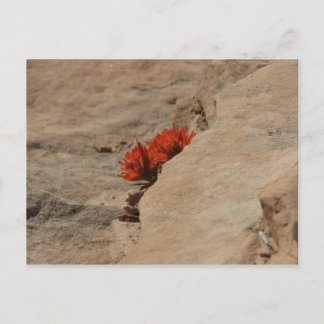 Indian Paintbrush in Rocks at Zion Postcard