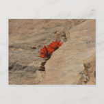 Indian Paintbrush in Rocks at Zion Postcard