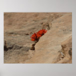 Indian Paintbrush in Rocks at Zion Poster