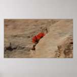 Indian Paintbrush in Rocks at Zion Poster