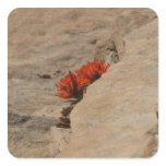 Indian Paintbrush in Rocks at Zion Square Sticker