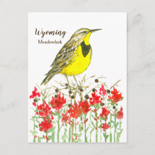 Indian Paintbrush Meadowlark State Bird of Wyoming Postcard
