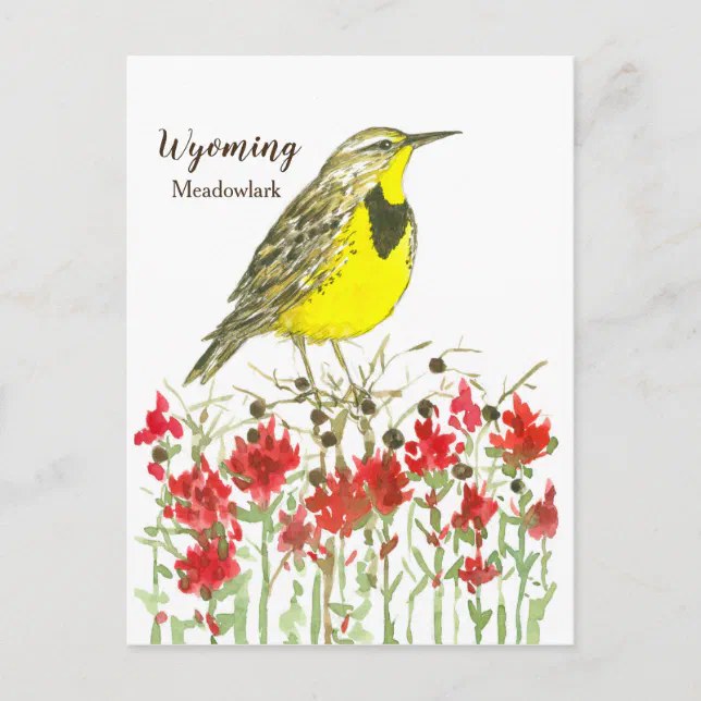 Indian Paintbrush Meadowlark State Bird of Wyoming Postcard Zazzle