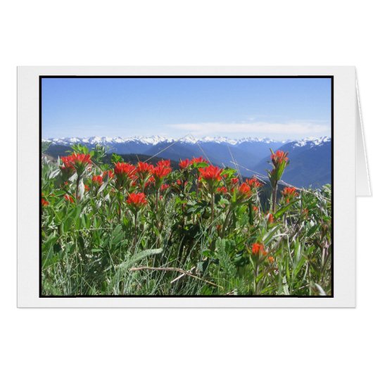 Indian Paintbrush, Olympic National Park Cards (Front Horizontal)