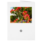 Indian Paintbrush on Canvas Cards (Back)