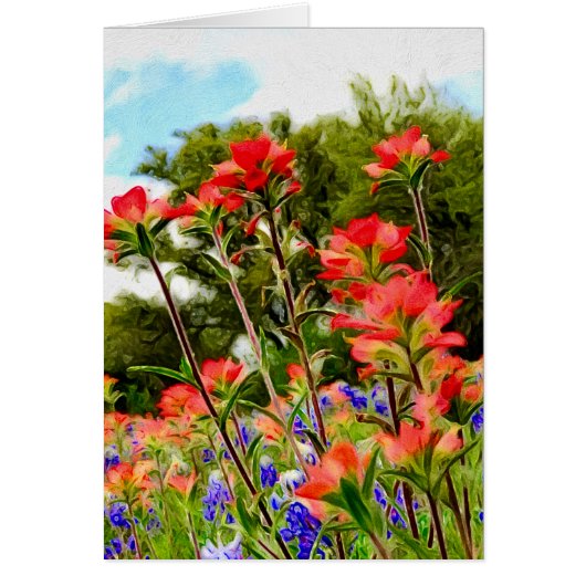 Indian Paintbrush on Canvas Cards (Front)
