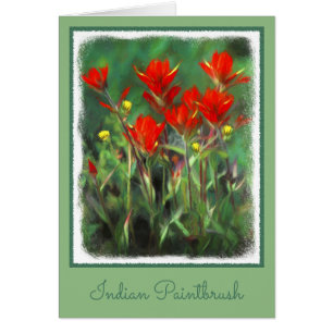 Indian Paintbrush Painting - Original Flower Art Cards