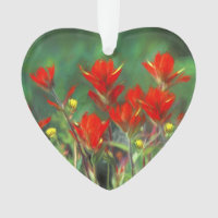 Indian Paintbrush Painting - Original Flower Art