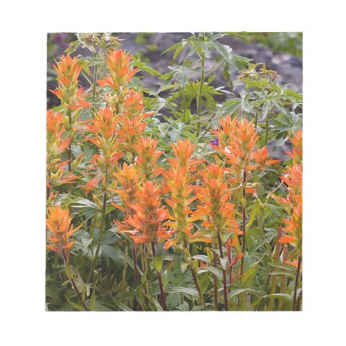 Indian Paintbrush Patch Notepad