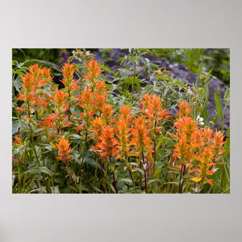 Indian Paintbrush Patch Poster