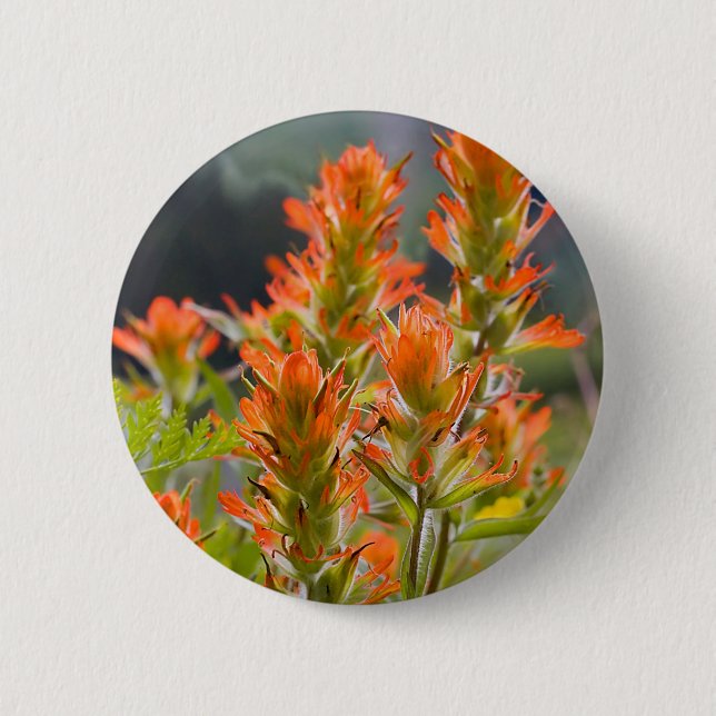 Indian Paintbrush Pinback Button (Front)