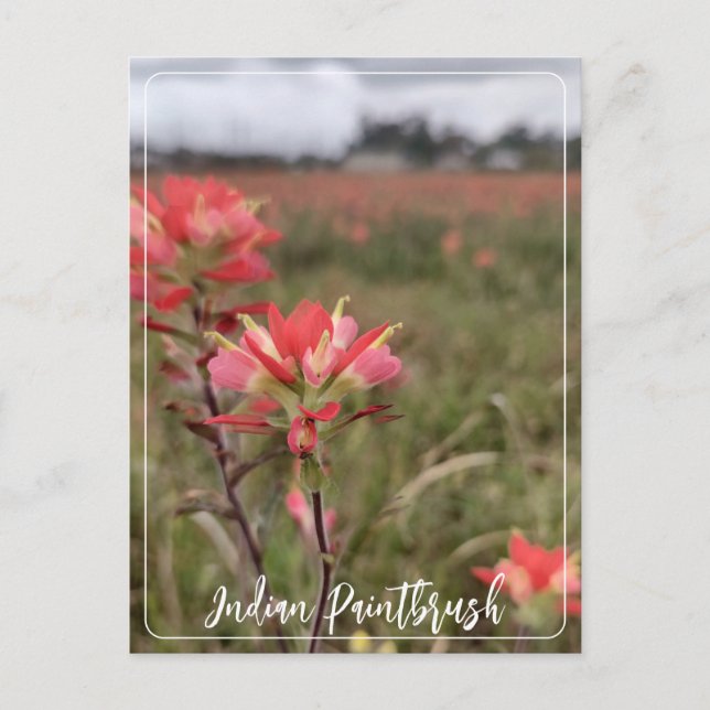 Indian Paintbrush Postcard (Front)