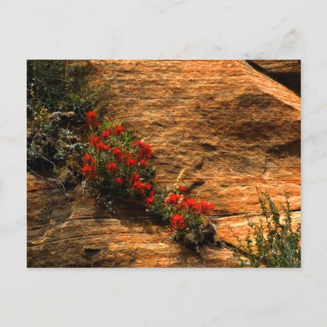 Indian Paintbrush Postcard (Front)