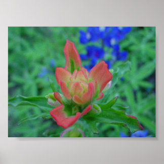 Indian Paintbrush Poster