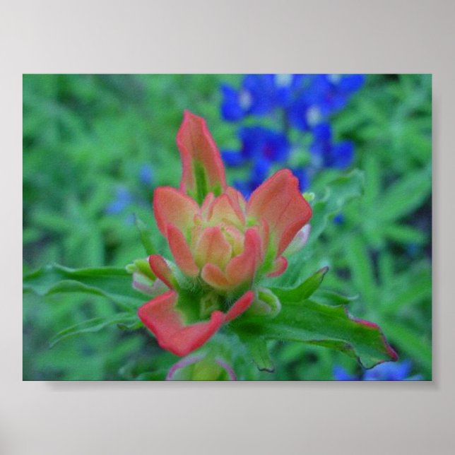 Indian Paintbrush Poster (Front)