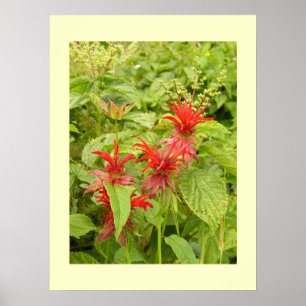 Indian Paintbrush Poster
