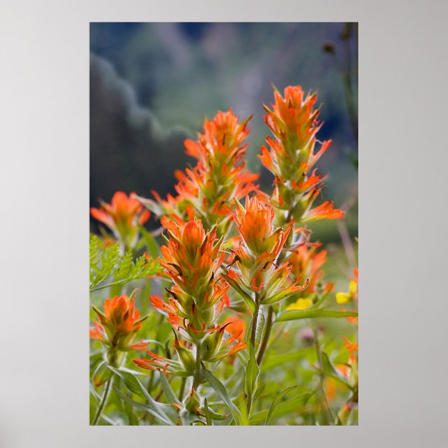 Indian Paintbrush Poster (Front)