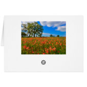 Indian Paintbrush Scene Cards (Back Horizontal)