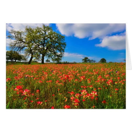 Indian Paintbrush Scene Cards (Front Horizontal)