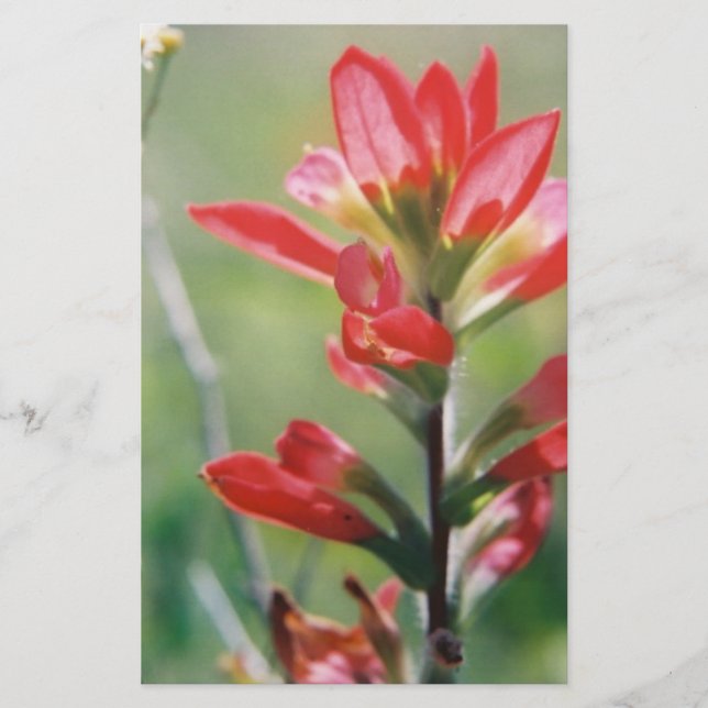Indian Paintbrush Stationery (Front)