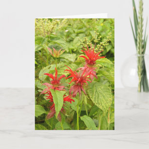 Indian Paintbrush Thank You Card