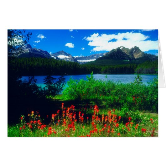 Indian Paintbrush Wildflowers Cards (Front Horizontal)