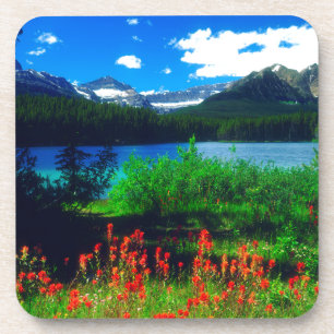 Indian Paintbrush Wildflowers Drink Coaster
