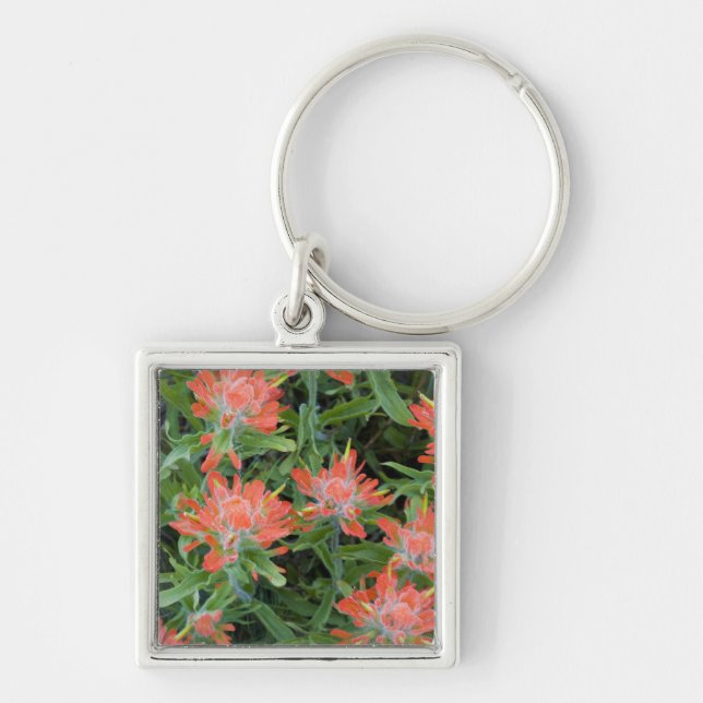 Indian paintbrush wildflowers in the Many Keychain (Front)