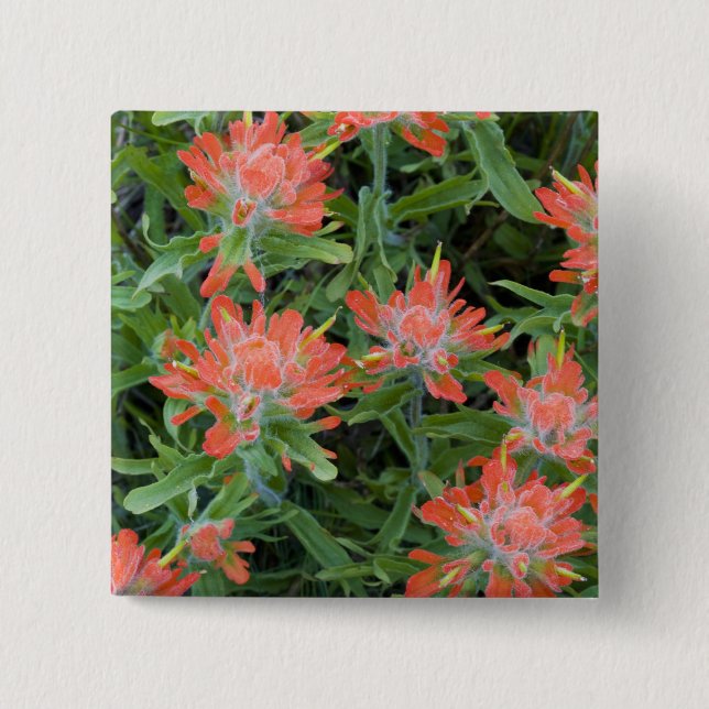 Indian paintbrush wildflowers in the Many Pinback Button (Front)