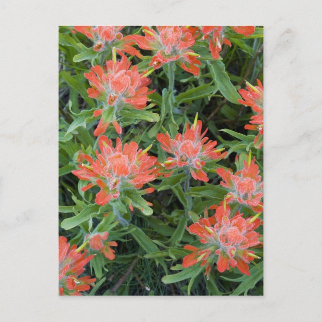 Indian paintbrush wildflowers in the Many Postcard (Front)