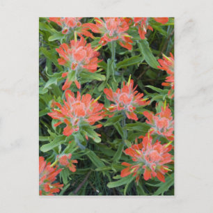Indian paintbrush wildflowers in the Many Postcard