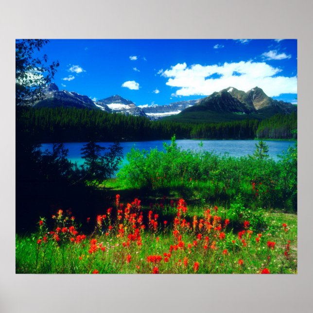 Indian Paintbrush Wildflowers Poster (Front)