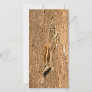 Indian Palm Squirrel on a Tree Trunk