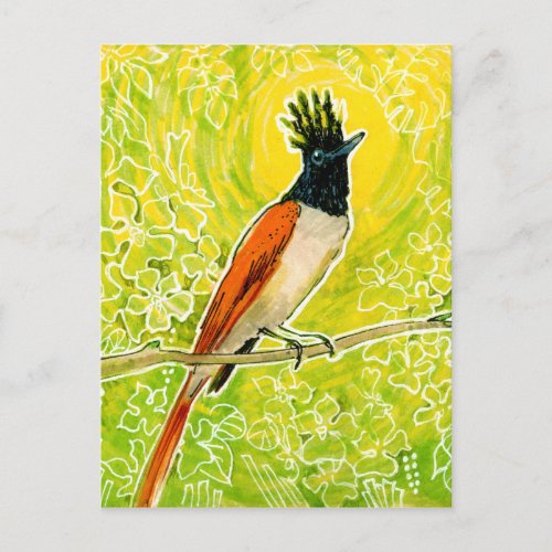 Indian Paradise Flycatcher Tropical Bird Drawing Postcard