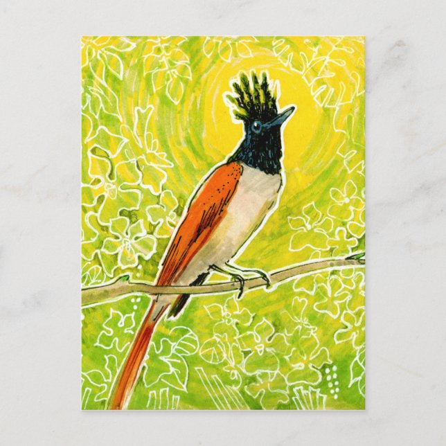 Indian Paradise Flycatcher Tropical Bird Drawing Postcard (Front)