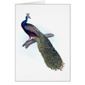 Indian peacock (Front)