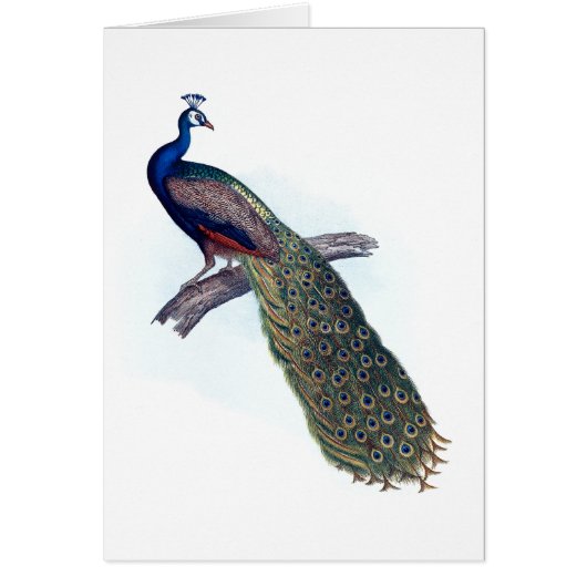 Indian peacock (Front)