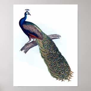 Indian peacock poster