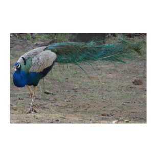 Indian Peacock with Beautiful Plumage Photography Acrylic Print