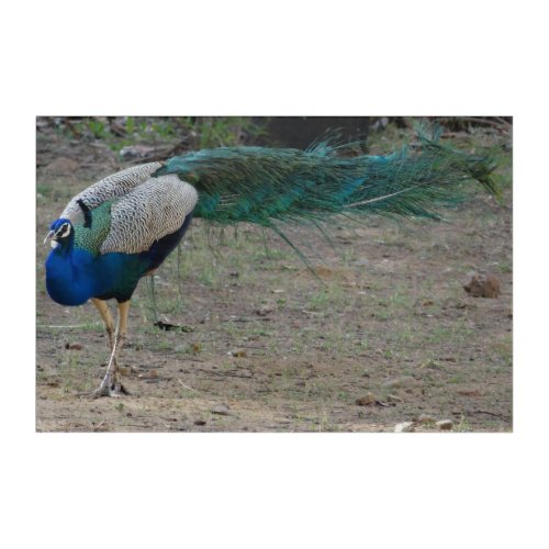 Indian Peacock with Beautiful Plumage Photography Acrylic Print