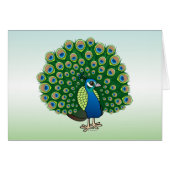 Indian Peafowl (Front Horizontal)