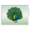 Indian Peafowl