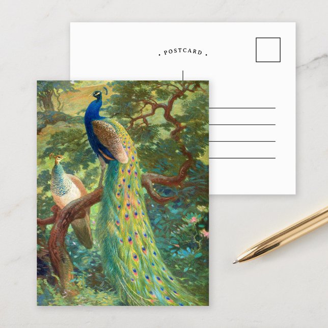 Indian Peafowl | Charles Robert Knight Postcard (Creator Uploaded)